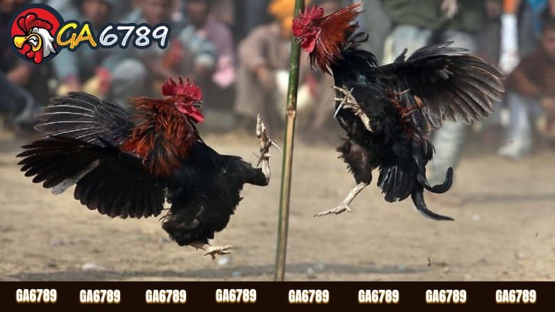 Các loại hình đá gà tại ga6789