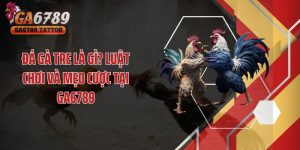 Đá Gà Tre Là Gì? Luật Chơi Và Mẹo Cược Tại GA6789